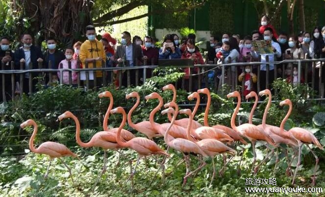 深圳野生动物园门票价格多少，成人票160元1人(票价大全介绍)