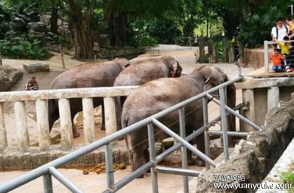 深圳野生动物园门票价格多少，成人票160元1人(票价大全介绍)
