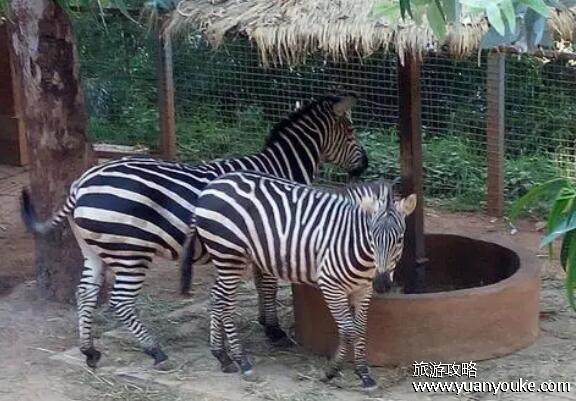 昆明旅游景点攻略自由行，5大必去景点推荐(翠湖公园最好玩)