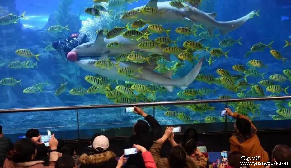 青岛海底世界门票价格多少，一般130元一人(特殊群体有打折)