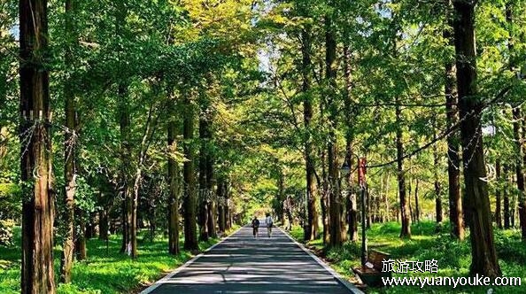 崇明岛几月份去最好玩，建议6月去玩(特色活动多节日也多)