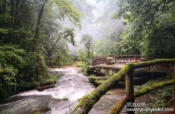 碧峰峡好玩吗值得去吗，动植物种类丰富(大熊猫的故乡)
