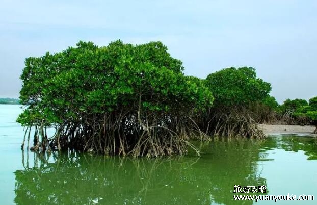 红树林在中国分布的最北地带是什么省，闽浙交界地带