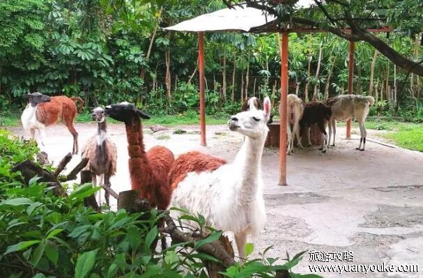 深圳动物园门票价格多少，成人票100元儿童票50元(特殊人群有优惠)