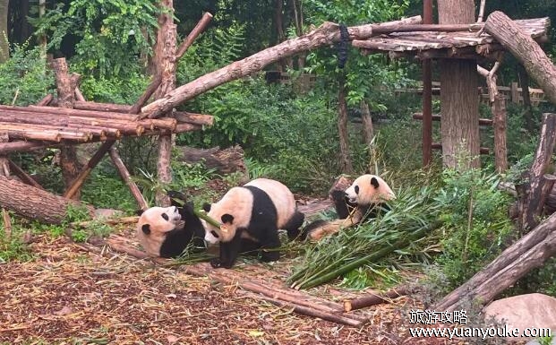 成都大熊猫基地门票多少钱，一般80元一人(特殊群体有优惠)