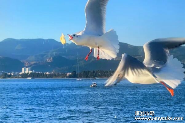 滇池海鸥什么时间去看最好，3月到4月是最佳观赏时期