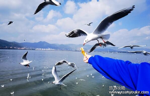 滇池海鸥什么时间去看最好，3月到4月是最佳观赏时期