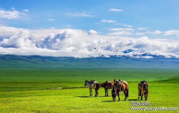 巴音布鲁克草原在新疆的哪个地方，在和静县(广阔的高山草原)