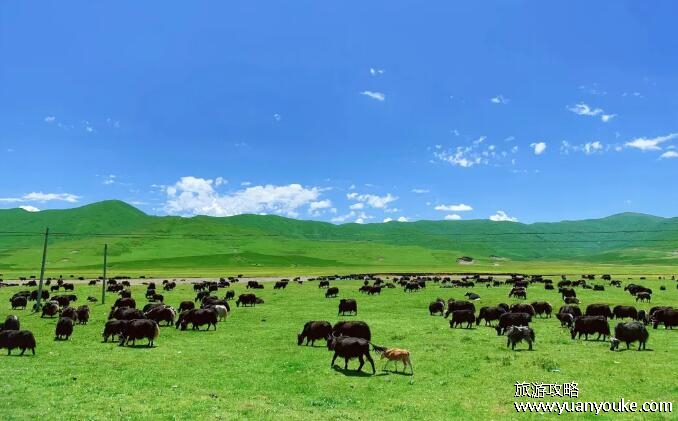 若尔盖大草原海拔多少千米，3500米左右(容易出现高原反应)