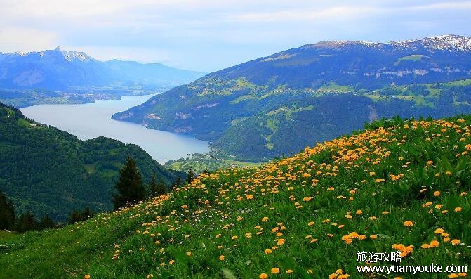 中国四大草原是哪4个，四大草原介绍(青藏高原大草原海拔最高)