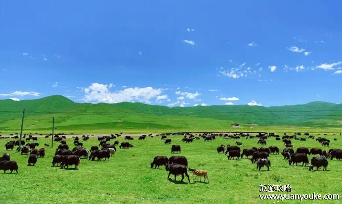 中国四大草原是哪4个，四大草原介绍(青藏高原大草原海拔最高)