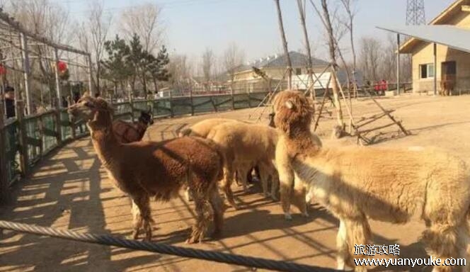 东营动物园门票多少钱一张，旺季25元一张(淡季20元一张)
