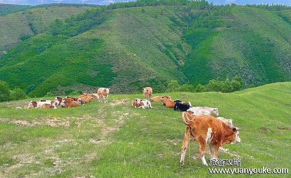 张北草原好玩吗值得去吗，值得一游(游牧文化给人不一样的体验)