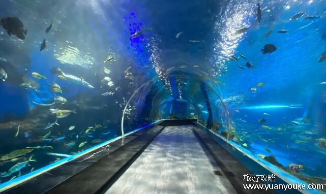 为啥说尽量别带孩子去海洋馆，环境拥挤让孩子恐惧(不止有坏处)