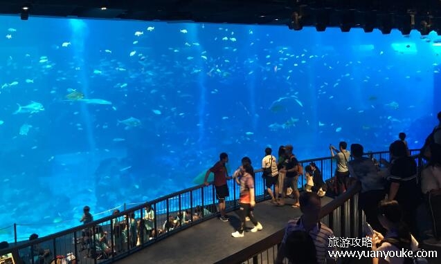 为啥说尽量别带孩子去海洋馆，环境拥挤让孩子恐惧(不止有坏处)