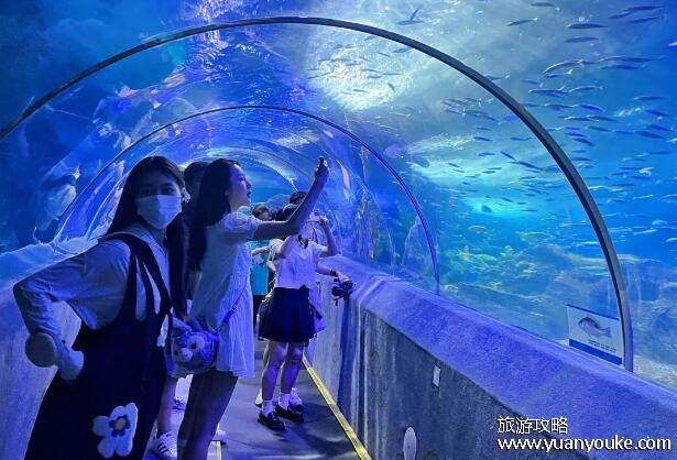 青岛海底世界好玩吗值得去吗，值得一游(水族馆规模非常大)