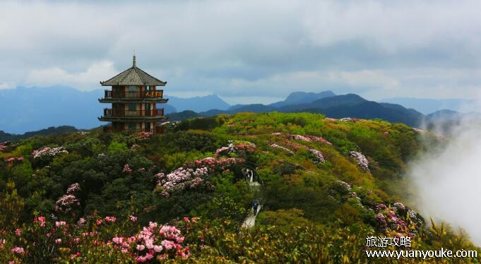 金佛山一日游最佳路线介绍，从北坡索道进入(一次玩遍所有景点)