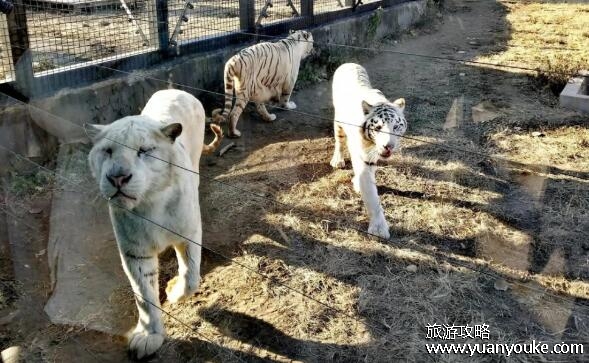 东营动物园好玩吗，非常值得带孩子一去(稀有动物种类众多)