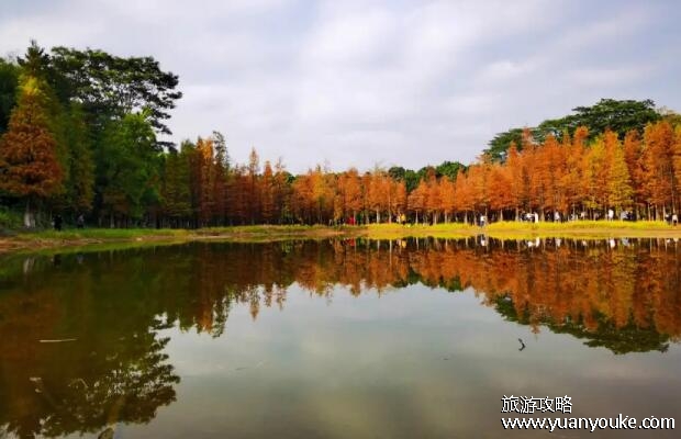 大夫山森林公园要门票吗，无需购票(生态环境优美的森林公园)