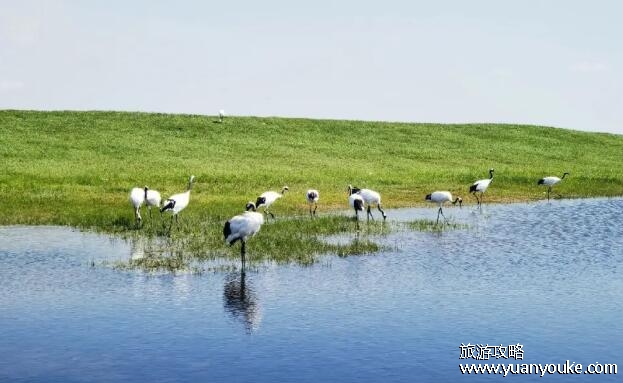 扎龙自然保护区什么季节去最好，9月去最好(风景美丽气候宜人)