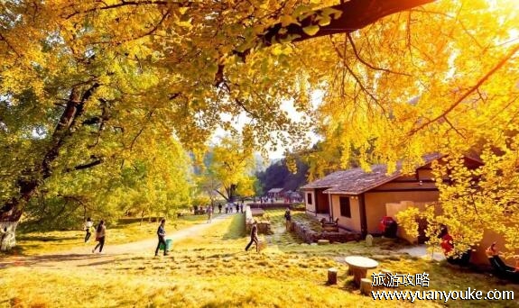 千年银杏谷景区怎么样，非常值得一游(最老银杏树活了2千多年)