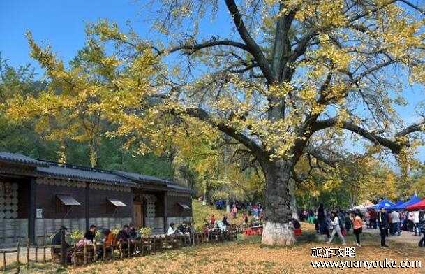 千年银杏谷景区怎么样，非常值得一游(最老银杏树活了2千多年)