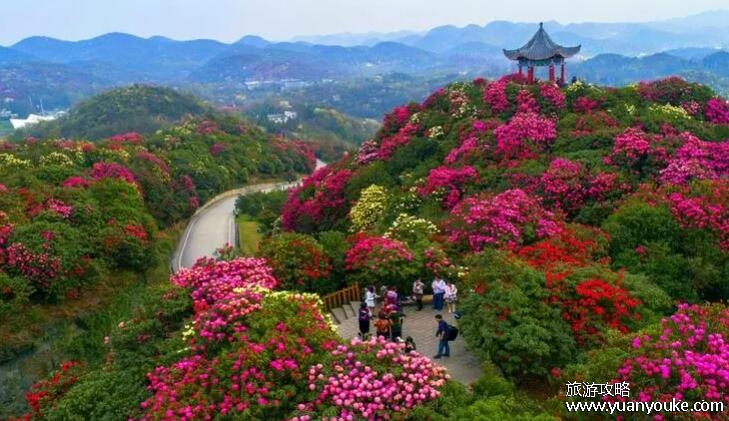 百里杜鹃风景名胜区好玩吗，拥有独特杜鹃花海的美丽景区
