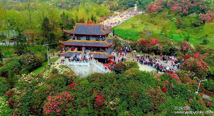 百里杜鹃风景名胜区好玩吗，拥有独特杜鹃花海的美丽景区