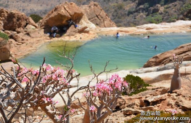 索科特拉岛属于哪个国家，也门的一座小岛(风景优美适合旅游)
