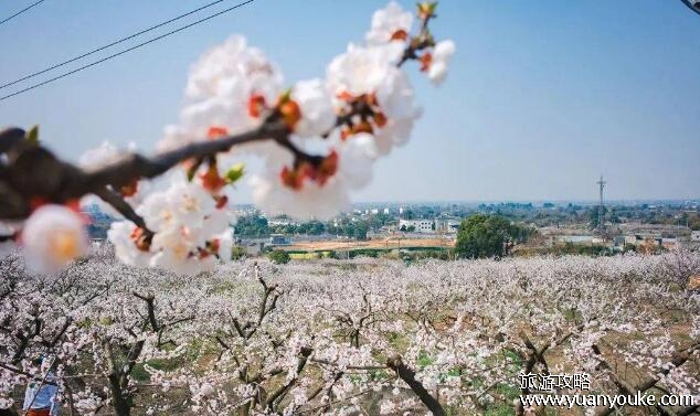 青白江杏花村风景区好玩吗，非常适合户外运动的美丽旅游胜地