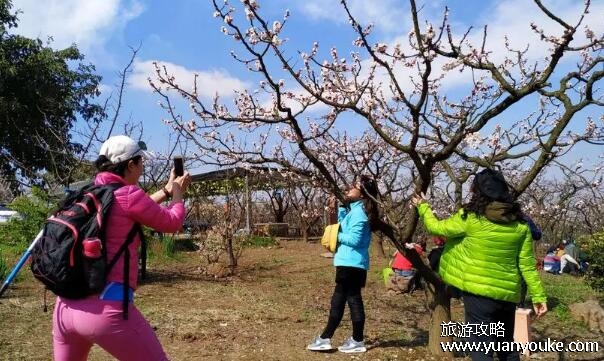 青白江杏花村风景区好玩吗，非常适合户外运动的美丽旅游胜地
