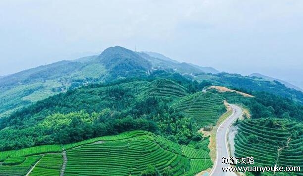 永川茶山竹海好玩吗，非常在值得一游的景点(竹文化历史悠久)