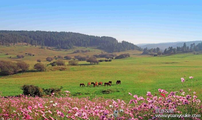 仙女山在重庆哪里，在重庆市武隆区(美如画卷的自然风景区)