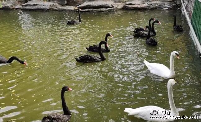 郑州动物园门票多少钱，成人票30元(儿童票/老人票/学生票半价)