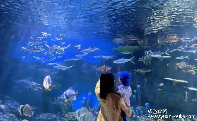 为啥说尽量别带孩子去海洋馆