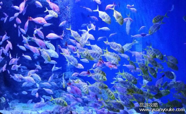 为啥说尽量别带孩子去海洋馆