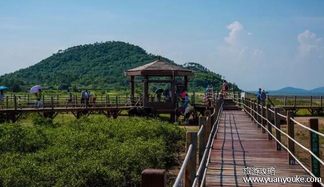 山口红树林湿地公园好玩吗，独具特色的自然景点(值得一游)