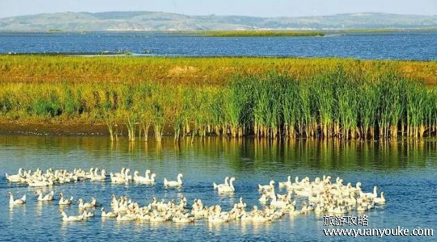 呼兰河口湿地公园在哪里，在黑龙江省哈尔滨市(湿地资源广阔)