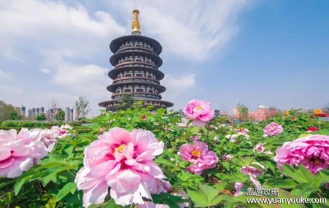 洛阳牡丹花最佳观赏时间，4月至5月(品质极佳牡丹花期在四月中旬)