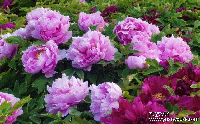 洛阳牡丹花最佳观赏时间，4月至5月(品质极佳牡丹花期在四月中旬)