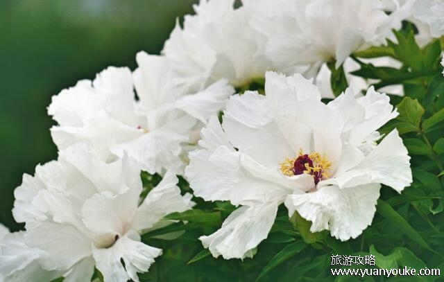 洛阳牡丹花最佳观赏时间，4月至5月(品质极佳牡丹花期在四月中旬)