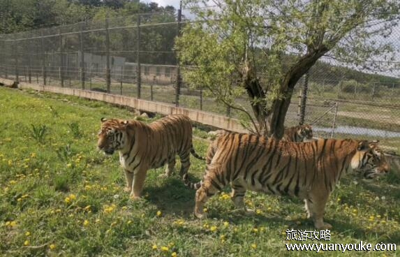 长春东北虎园好玩吗，非常适合亲子游的动物园(互动活动多)