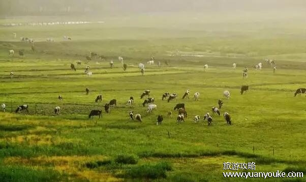 杜尔伯特草原在哪里，在内蒙古和黑龙江交界处(美丽广阔的草原)