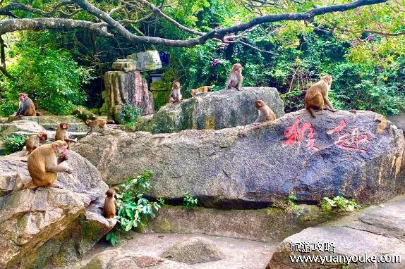 南湾猴岛在哪里，在海南省陵水黎族自治县(风景靓丽的美丽海岛)