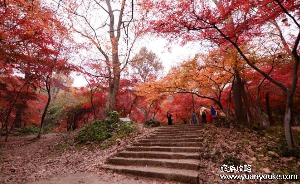 栖霞山几月份的枫叶最漂亮?推荐10月下旬到11月中旬观赏