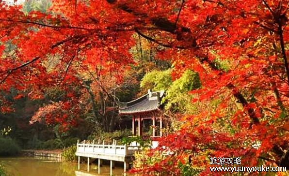 栖霞山几月份的枫叶最漂亮?推荐10月下旬到11月中旬观赏