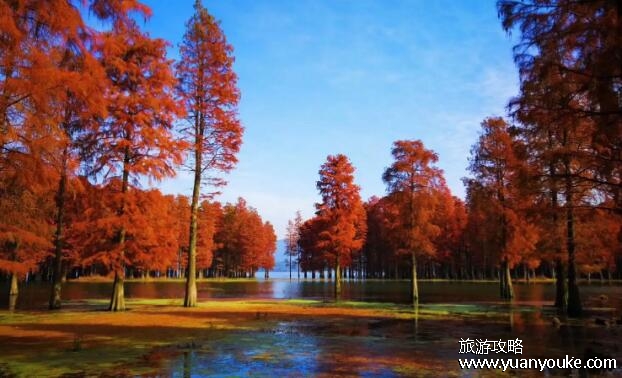 四明山国家森林公园好玩吗，美如画卷的森林公园(适合休闲放松)