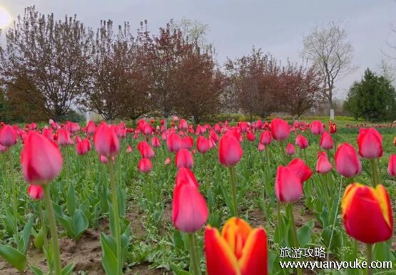 西安植物园门票多少钱，只需要10块钱(植物种类美丽景点)
