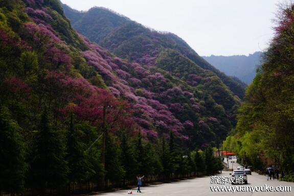 太平国家森林公园好玩吗，自然资源丰富的景点(空气十分清新)