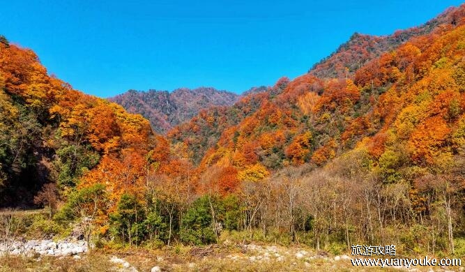 米仓山国家森林公园好玩吗，值得一游的独特景点(天然氧吧)